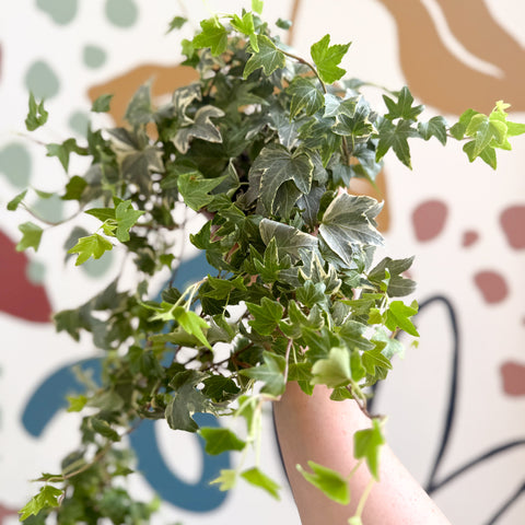 Hedera helix 'Bont' - English Ivy