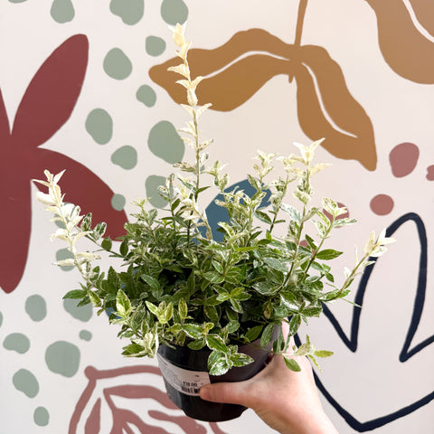 Euonymus fortunei 'Harlequin'