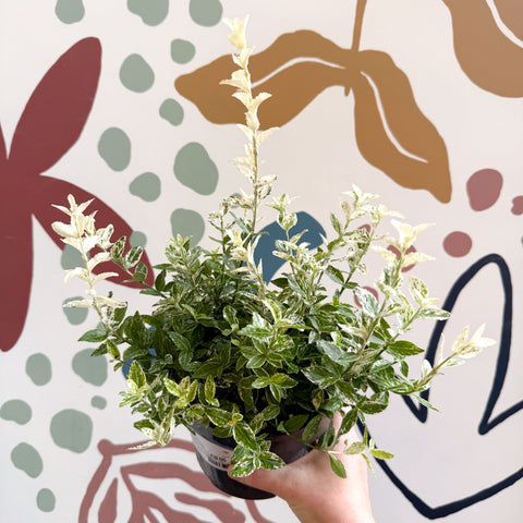 Euonymus fortunei 'Harlequin'