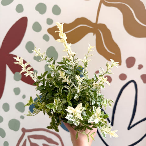 Euonymus fortunei 'Harlequin'