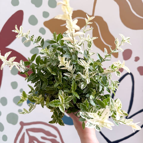 Euonymus fortunei 'Harlequin'