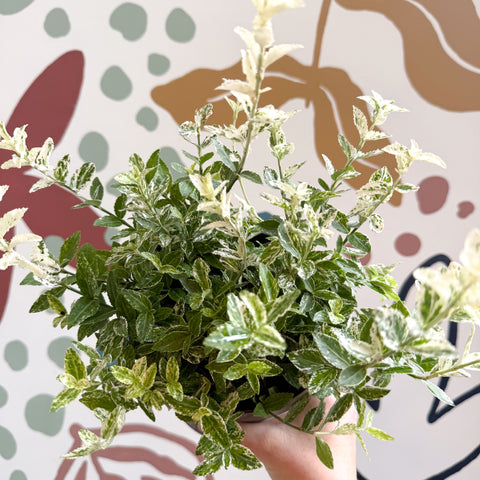 Euonymus fortunei 'Harlequin'