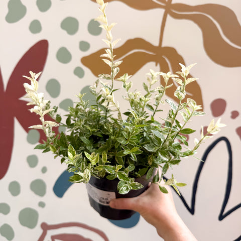 Euonymus fortunei 'Harlequin'