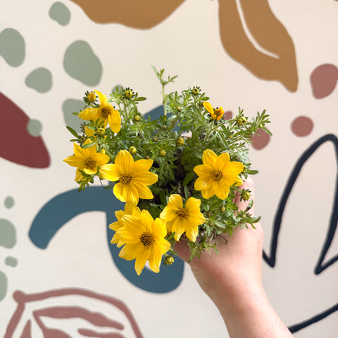 Bidens - Yellow Beggar's Tick