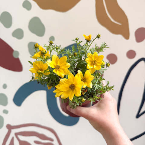 Bidens - Yellow Beggar's Tick