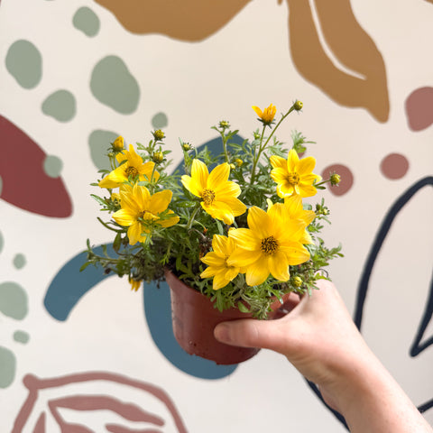 Bidens - Yellow Beggar's Tick