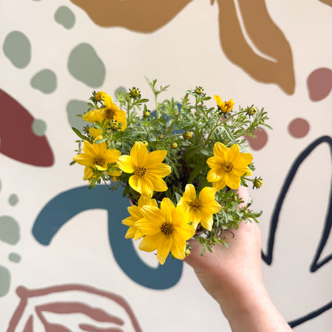 Bidens - Yellow Beggar's Tick