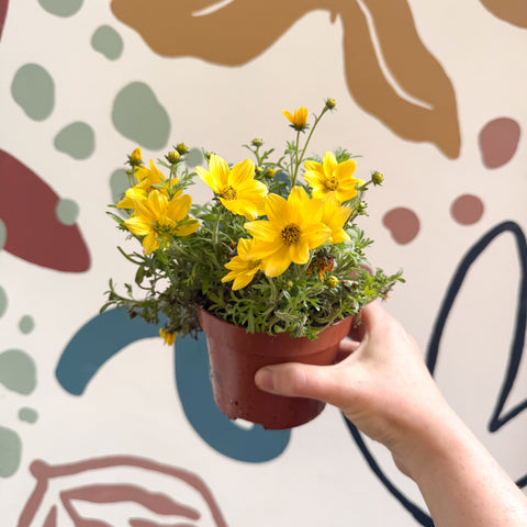 Bidens - Yellow Beggar's Tick