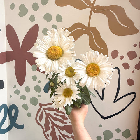 Leucanthemum × superbum ‘Dwarf Snow Lady’ - Shasta Daisy