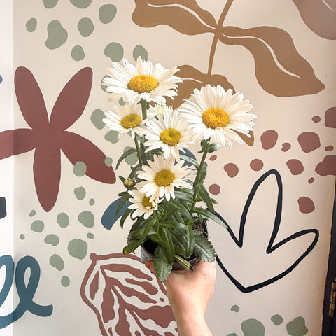 Leucanthemum × superbum ‘Dwarf Snow Lady’ - Shasta Daisy