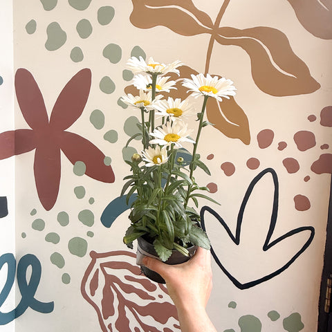 Leucanthemum × superbum ‘Dwarf Snow Lady’ - Shasta Daisy