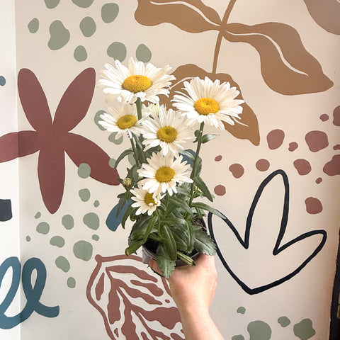 Leucanthemum × superbum ‘Dwarf Snow Lady’ - Shasta Daisy