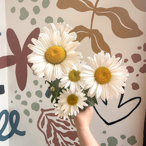 Leucanthemum × superbum ‘Dwarf Snow Lady’ - Shasta Daisy