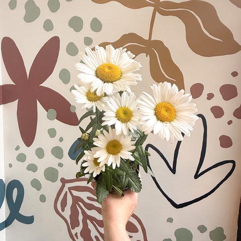 Leucanthemum × superbum ‘Dwarf Snow Lady’ - Shasta Daisy