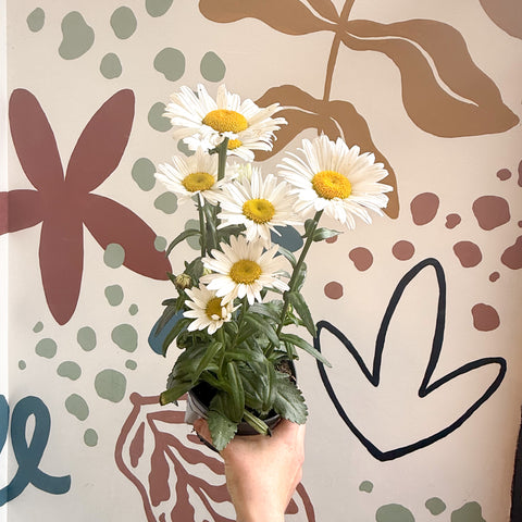Leucanthemum × superbum ‘Dwarf Snow Lady’ - Shasta Daisy