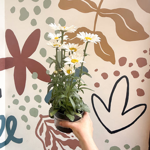 Leucanthemum × superbum ‘Dwarf Snow Lady’ - Shasta Daisy