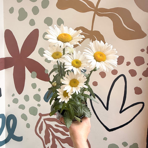 Leucanthemum × superbum ‘Dwarf Snow Lady’ - Shasta Daisy