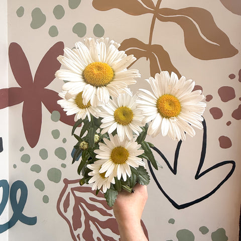 Leucanthemum × superbum ‘Dwarf Snow Lady’ - Shasta Daisy