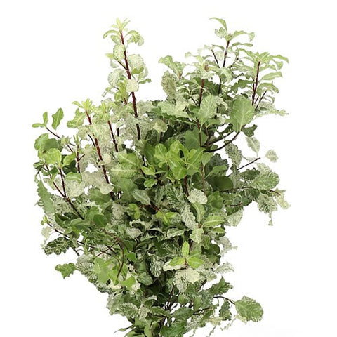 Pittosporum Navato Bunch - Christmas Craft Wreath Florist Festive Decoration