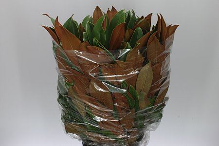 Magnolia Leaf Stem - Christmas Craft Wreath Florist Festive Decoration