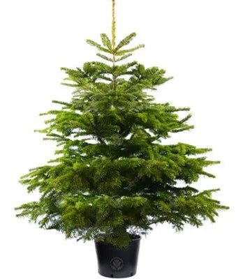 Abies nordmanniana - Nordmann Fir - Potted Christmas Tree - Sprouts of Bristol