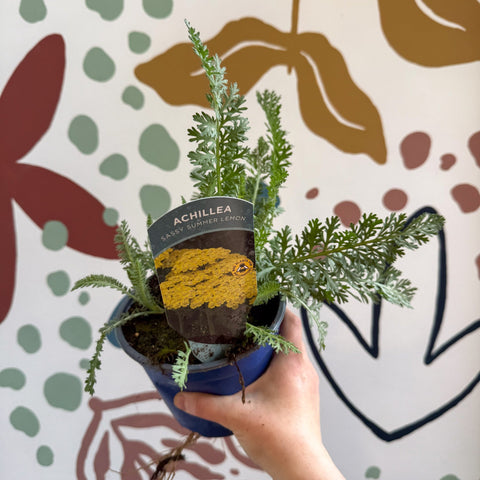 Achillea millefolium 'Sassy Summer Lemon' - Yellow Yarrow - British Grown Herbaceous Perennial - Sprouts of Bristol