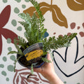 Achillea millefolium 'Sassy Summer Lemon' - Yellow Yarrow - British Grown Herbaceous Perennial - Sprouts of Bristol