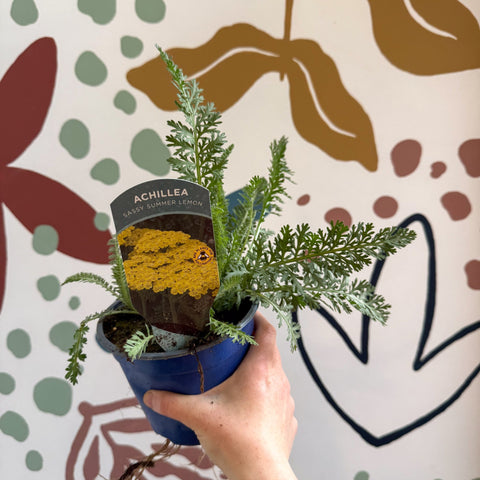 Achillea millefolium 'Sassy Summer Lemon' - Yellow Yarrow - British Grown Herbaceous Perennial - Sprouts of Bristol
