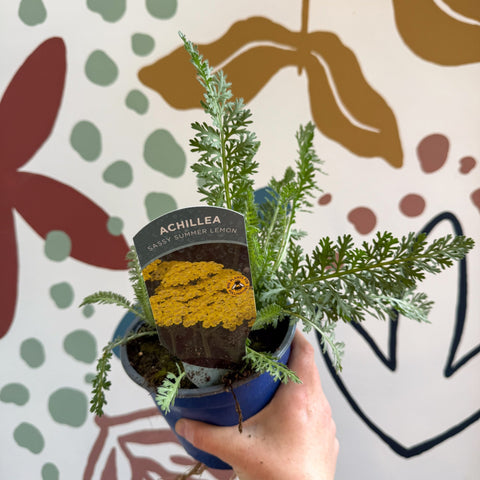 Achillea millefolium 'Sassy Summer Lemon' - Yellow Yarrow - British Grown Herbaceous Perennial - Sprouts of Bristol