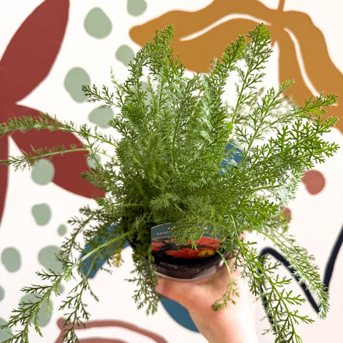 Achillea millefolium 'Sassy Summer Sunset' - Orange Yarrow - British Grown Herbaceous Perennial - Sprouts of Bristol