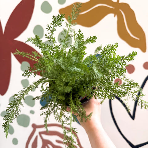 Achillea millefolium 'Sassy Summer Sunset' - Orange Yarrow - British Grown Herbaceous Perennial - Sprouts of Bristol