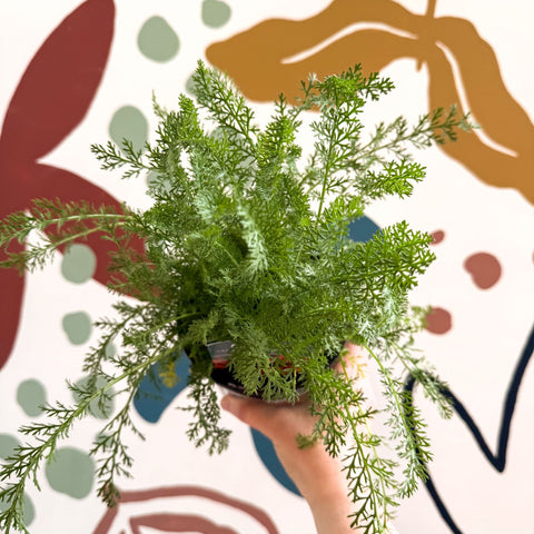 Achillea millefolium 'Sassy Summer Sunset' - Orange Yarrow - British Grown Herbaceous Perennial - Sprouts of Bristol