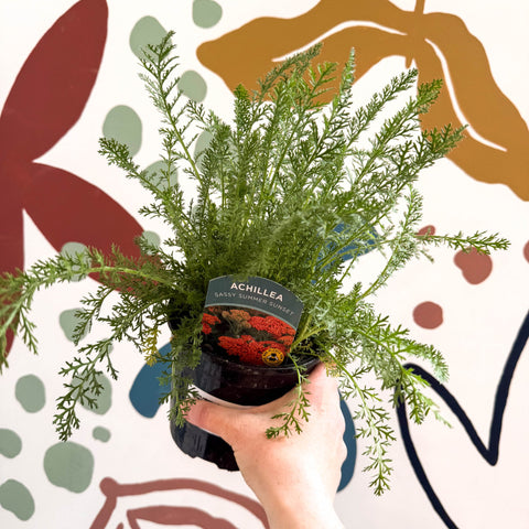 Achillea millefolium 'Sassy Summer Sunset' - Orange Yarrow - British Grown Herbaceous Perennial - Sprouts of Bristol