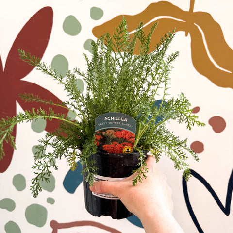 Achillea millefolium 'Sassy Summer Sunset' - Orange Yarrow - British Grown Herbaceous Perennial - Sprouts of Bristol