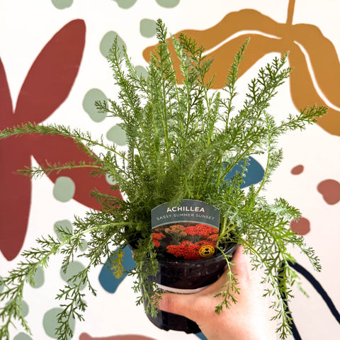 Achillea millefolium 'Sassy Summer Sunset' - Orange Yarrow - British Grown Herbaceous Perennial - Sprouts of Bristol