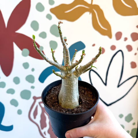 baobab house plant Adenium obesum 'Baobab'