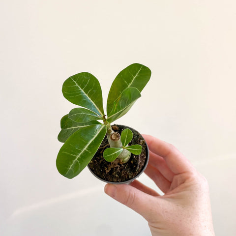 Adenium obesum - Desert Rose - Sprouts of Bristol