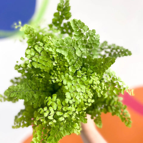 Adiantum raddianum 'Fritz Lüthi' - Delta Maidenhair Fern - Sprouts of Bristol
