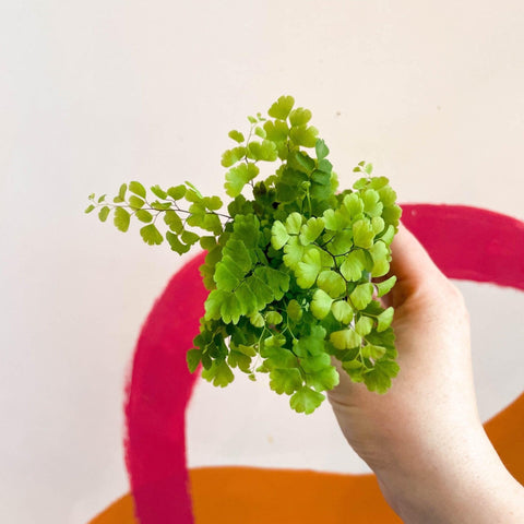 Adiantum raddianum 'Fritz Lüthi' - Delta Maidenhair Fern - Sprouts of Bristol