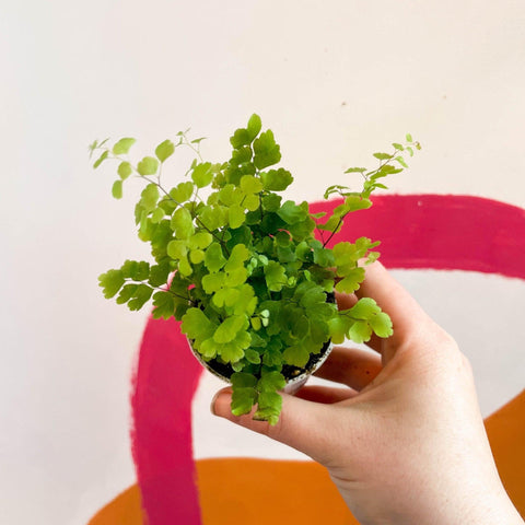 Adiantum raddianum 'Fritz Lüthi' - Delta Maidenhair Fern - Sprouts of Bristol