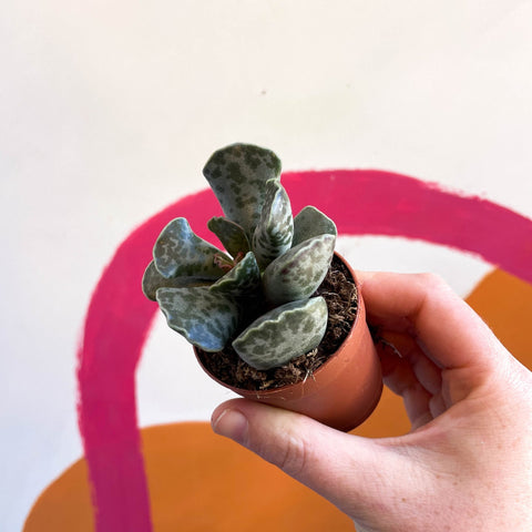 Adromischus cooperii - Sprouts of Bristol