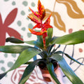 Aechmea ‘Pepita’ / ‘Elegant Flame’ - Orange Bromeliad - Sprouts of Bristol