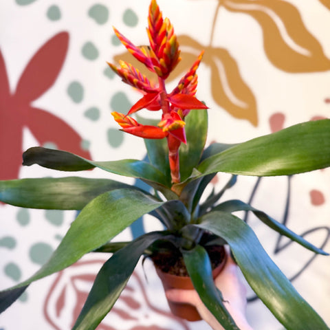 Aechmea ‘Pepita’ / ‘Elegant Flame’ - Orange Bromeliad - Sprouts of Bristol