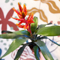 Aechmea ‘Pepita’ / ‘Elegant Flame’ - Orange Bromeliad - Sprouts of Bristol