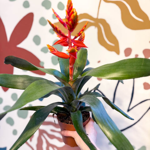 Aechmea ‘Pepita’ / ‘Elegant Flame’ - Orange Bromeliad - Sprouts of Bristol