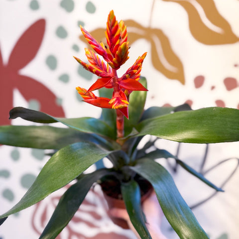 Aechmea ‘Pepita’ / ‘Elegant Flame’ - Orange Bromeliad - Sprouts of Bristol