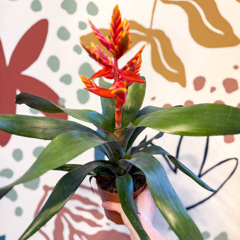 Aechmea ‘Pepita’ / ‘Elegant Flame’ - Orange Bromeliad - Sprouts of Bristol