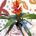 Aechmea ‘Pepita’ / ‘Elegant Flame’ - Orange Bromeliad - Sprouts of Bristol