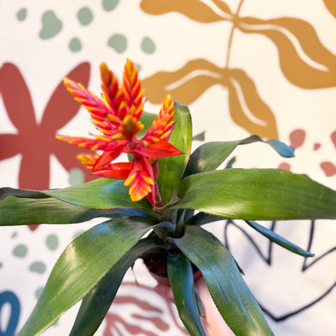 Aechmea ‘Pepita’ / ‘Elegant Flame’ - Orange Bromeliad - Sprouts of Bristol