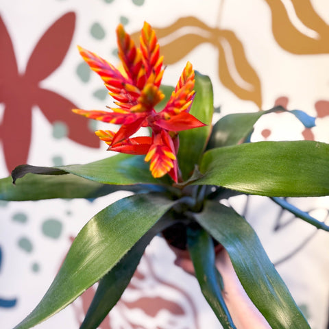 Aechmea ‘Pepita’ / ‘Elegant Flame’ - Orange Bromeliad - Sprouts of Bristol